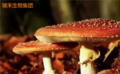 热烈祝贺绿盈牌珍芝爱胶囊被中国药文化研究会药食同源分会推荐为药食同源产品